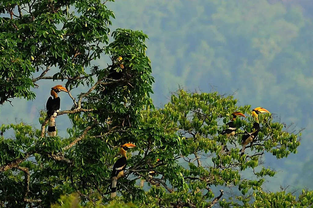 ** Frühstückspension Bed and Breakfast Periyar Woods Thekkady Indien